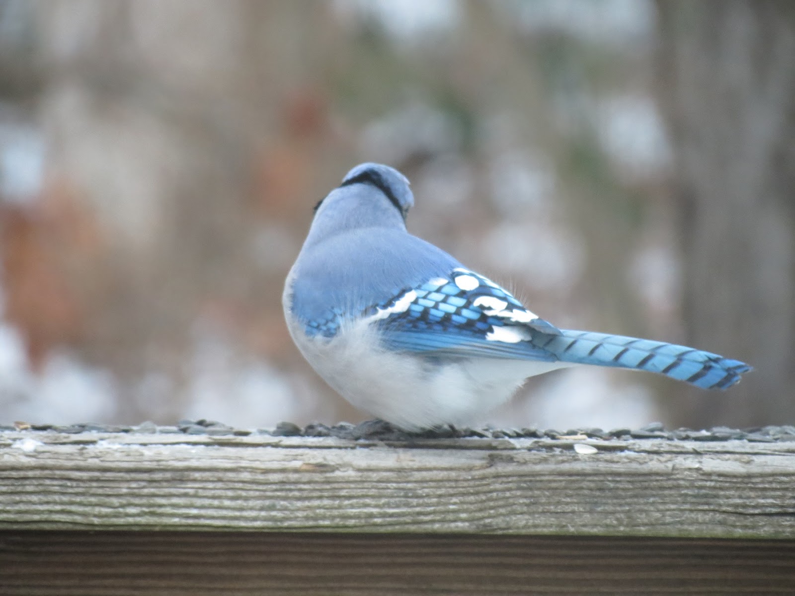 Viewing nature with Eileen Blue Jay