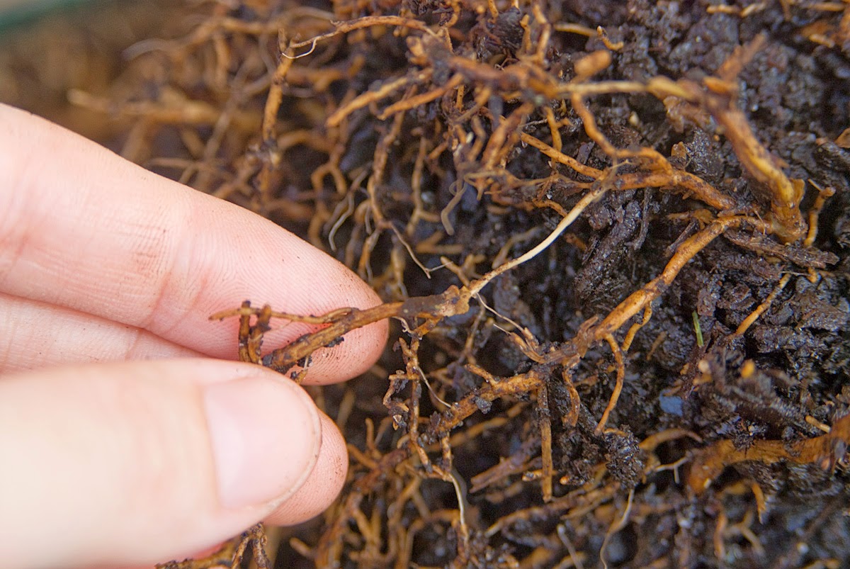 Backyard Patch Herbal Blog Herb Plant Diseases