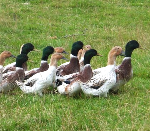 abacot ranger duck, abacot ranger ducks, can abacot ranger ducks fly, history of abacot ranger duck, abacot ranger duck eggs, abacot ranger duck meat, abacot ranger duck characteristics, abacot ranger duck breed, abacot ranger duck photos, abacot ranger duck information