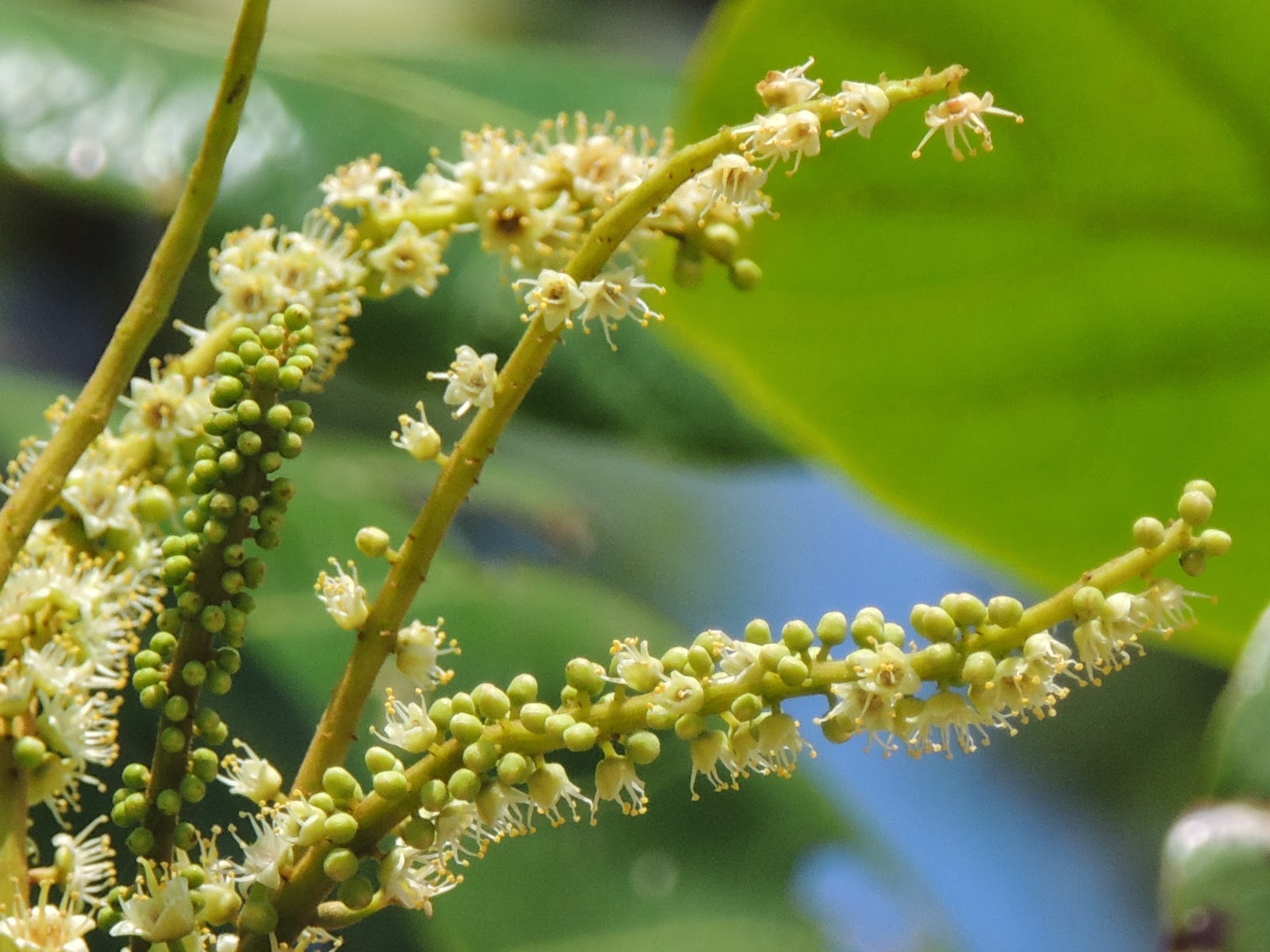 Flora UFERSA: Castanhola