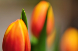 Fokus auf dem Blatt hinter linker Tulpenknospe... Fokus auf dem Blatt hinter linker Tulpenknospe...