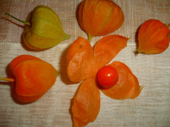 Fruits de Phisalis alkekengi...