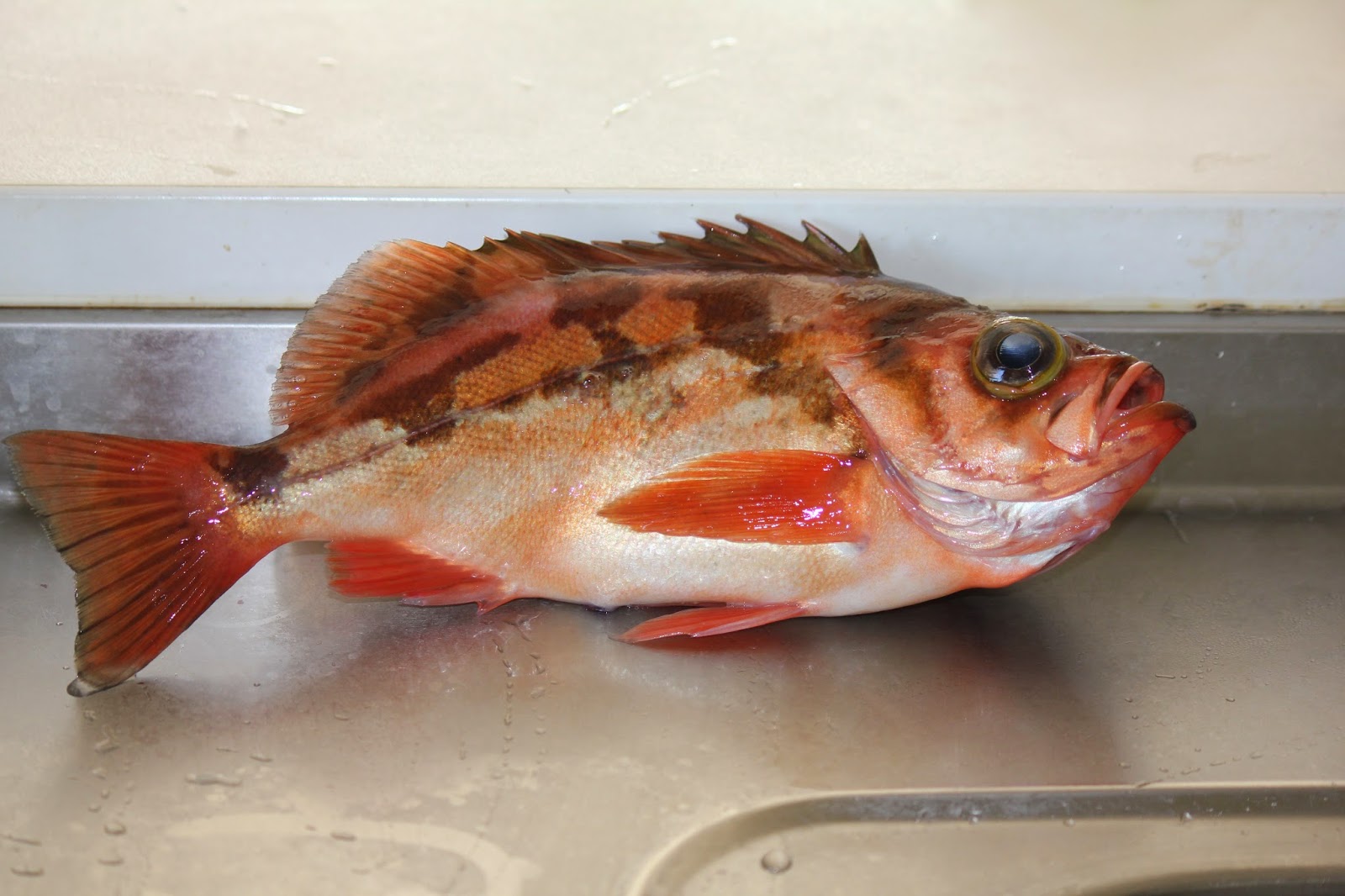 Ryushin's Beautiful Nature Japanese rockfish, 沖メバル