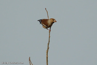 Durbec (Coccothraustes coccothraustes) Durbec (Coccothraustes coccothraustes)