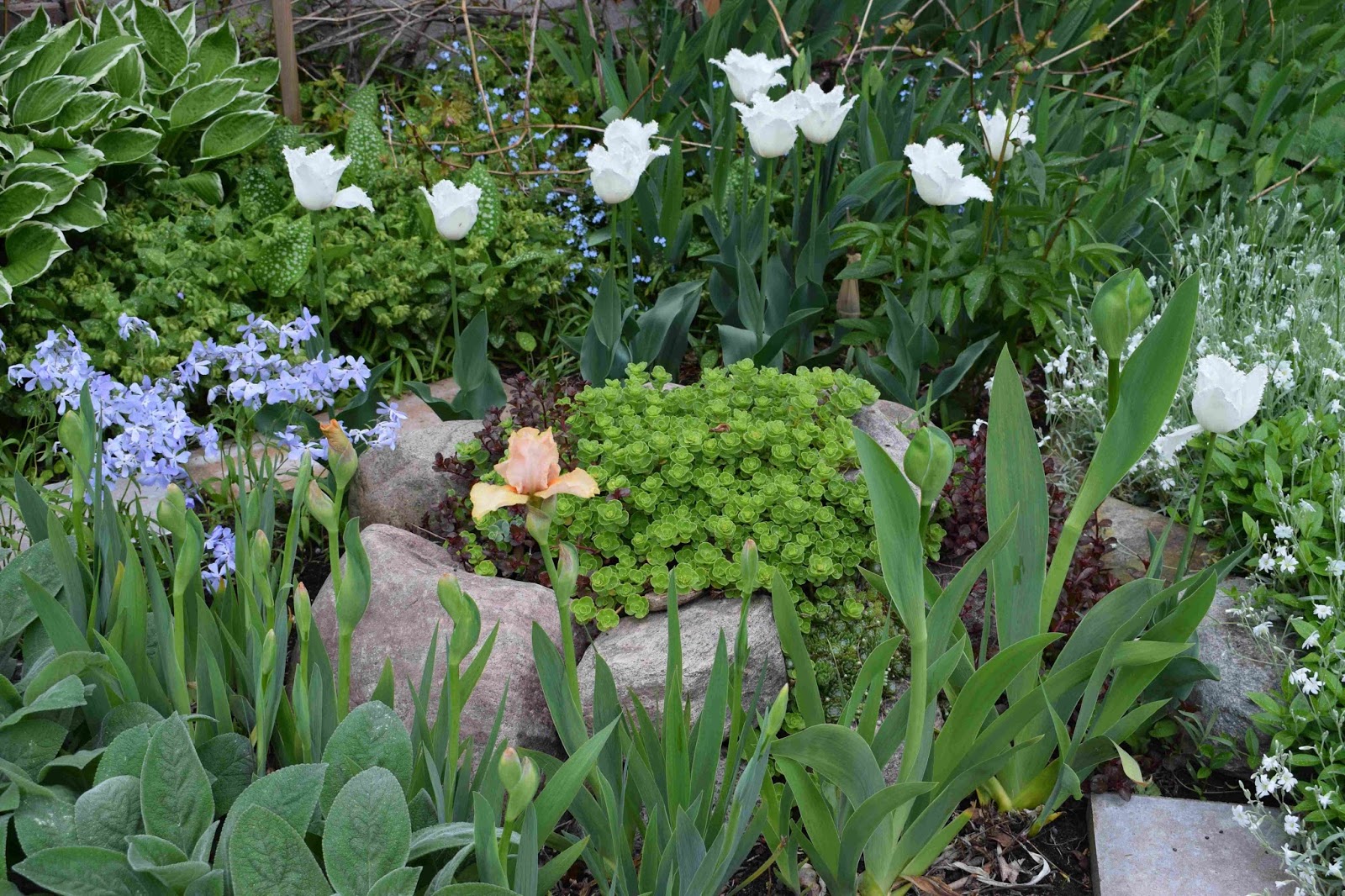 Rickardssons rosor & rabarber: rhododendron 'belkanto', blåflox ...