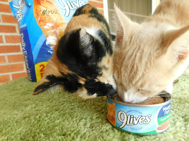 kittens eating 9Lives pate' on DIY cat tree #shop #CelebratingMorris