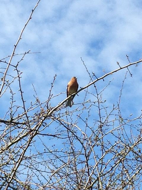 Chaffinch