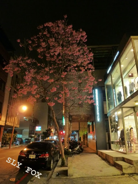 台南市樹林街紫花風鈴木