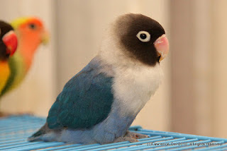 lovebird kacamata topeng lovebird kacamata topeng