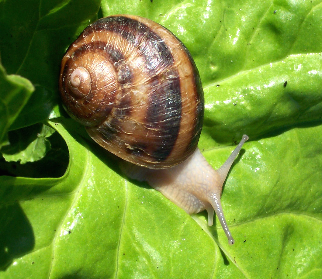 snail, snail farming, snail farming business, commercial snail farming, commercial snail farming business