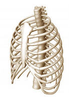 Kaburga kemiklerinin üç boyutlu görüntüsü