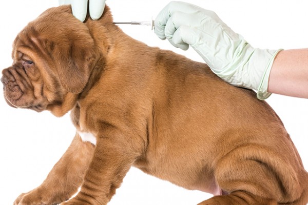 Dog Microchip Lookup Uk Dog Microchip Lookup Uk