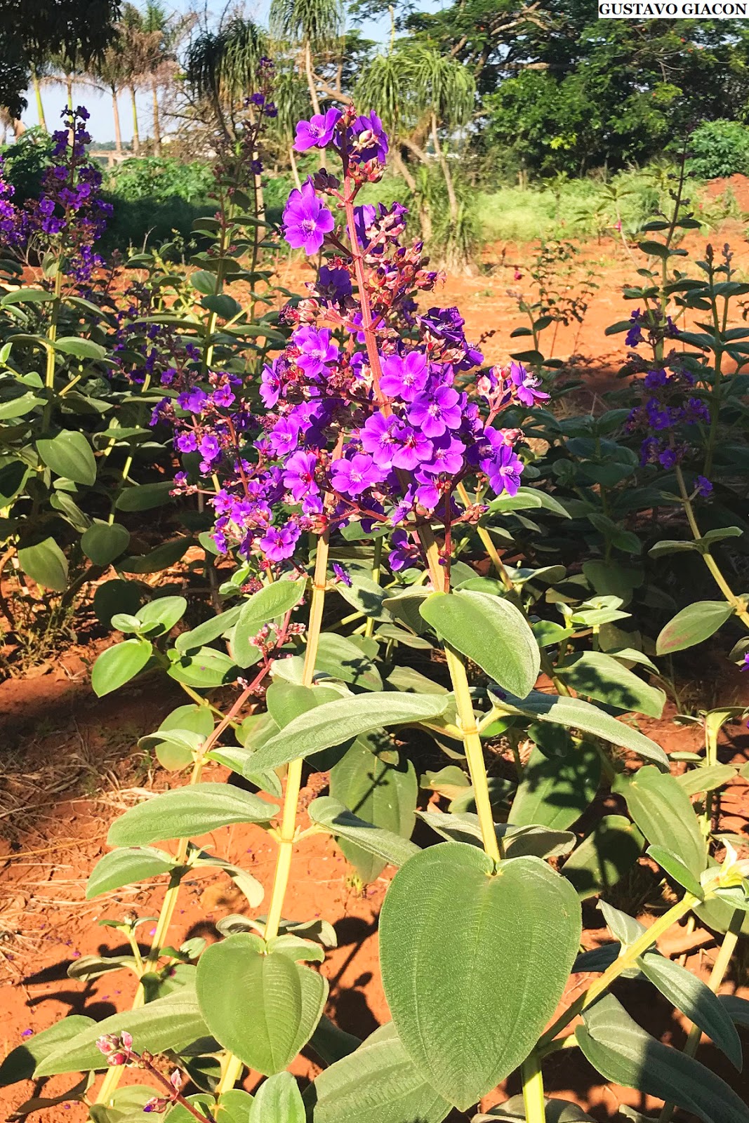 Viveiro Ciprest Plantas Nativas e Exóticas Quaresmeira Orelha de Onça ( Tibouchina heteromalla ) Viveiro Ciprest Plantas Nativas e Exóticas Quaresmeira Orelha de Onça ( Tibouchina heteromalla )