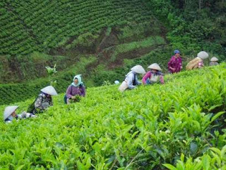 Petani di Kebun Teh Cipasung Petani di Kebun Teh Cipasung