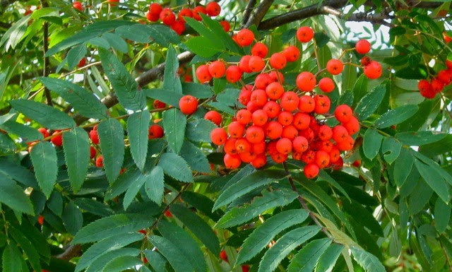 rowan tree plant sorbus berries outlander guide seeds ash mountain