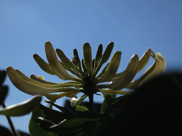 Lonicera periclymenum Graham Thomas flower almost as a silhouette against a blue sky