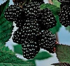 Buah beri hitam atau disebut juga blackberry atau black raspberry sangat berlimpah Manfaat & Khasiat Buah Blackberry untuk Kesehatan