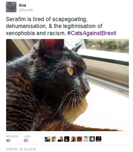 Serafim is tired of scapegoating, dehumanisation, and the legitimisation of xenophobia and racism #CatsAgainstBrexit