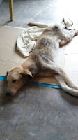 GPA RESGATOU MAIS UM CÃOZINHO ATROPELADO GPA RESGATOU MAIS UM CÃOZINHO ATROPELADO