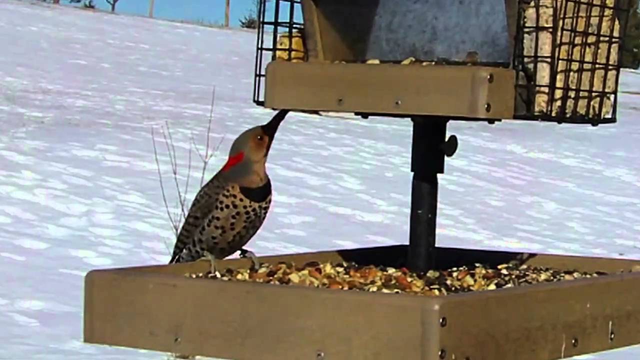 Bird In Everything: Flicker Bird House