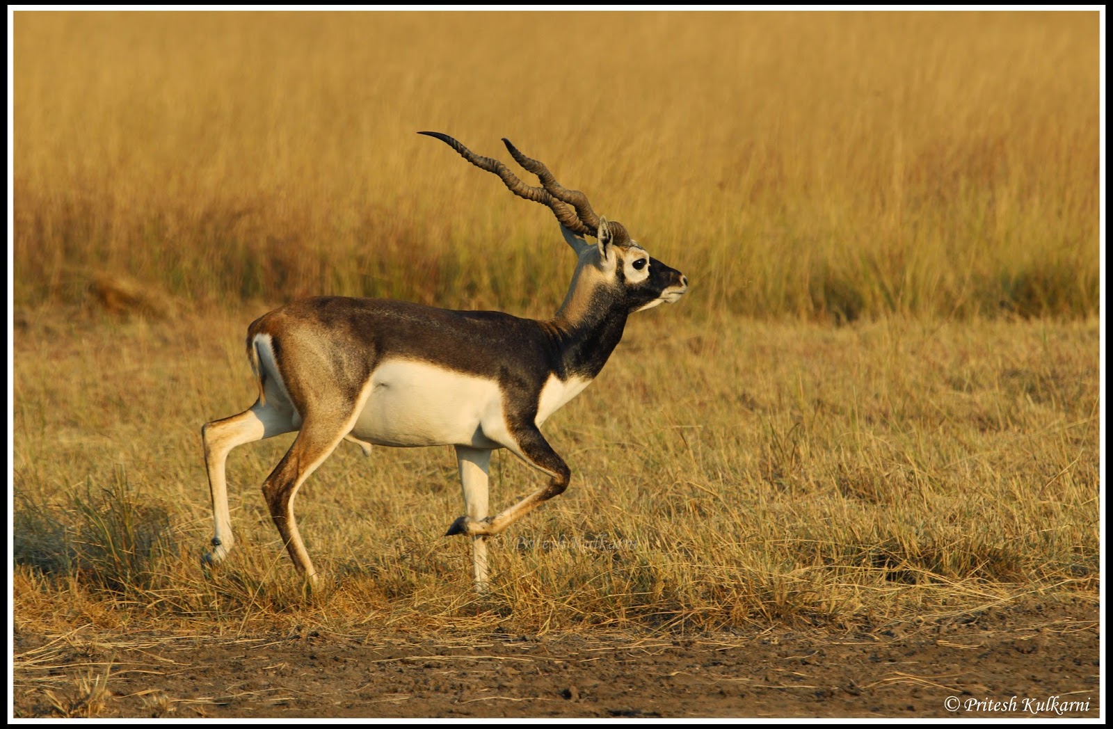 Morning Walk is good for health...Male Blackbuck Morning Walk is good for health...Male Blackbuck