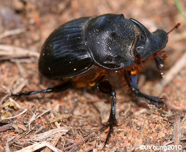 South African Photographs Rhino Beetle