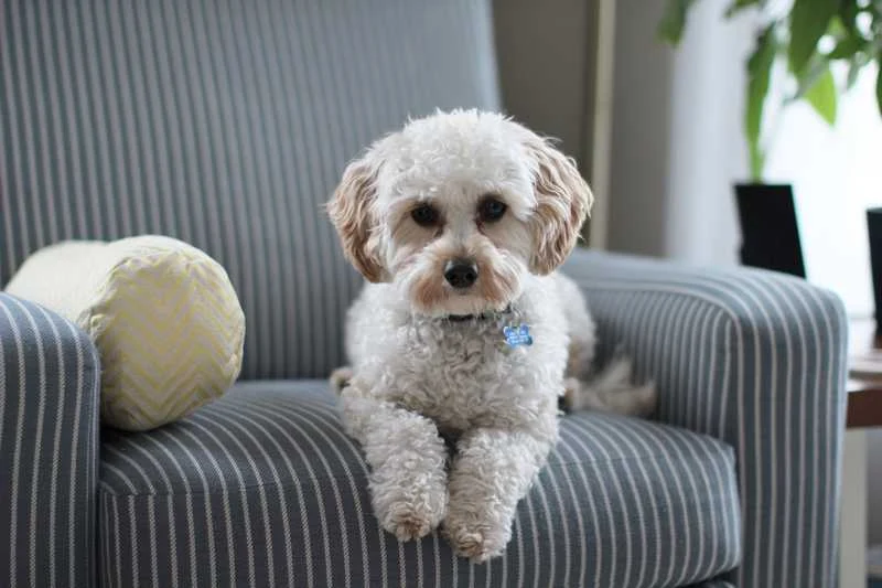 How To Get Rid of Dog Hair in Your House Dogalyo
