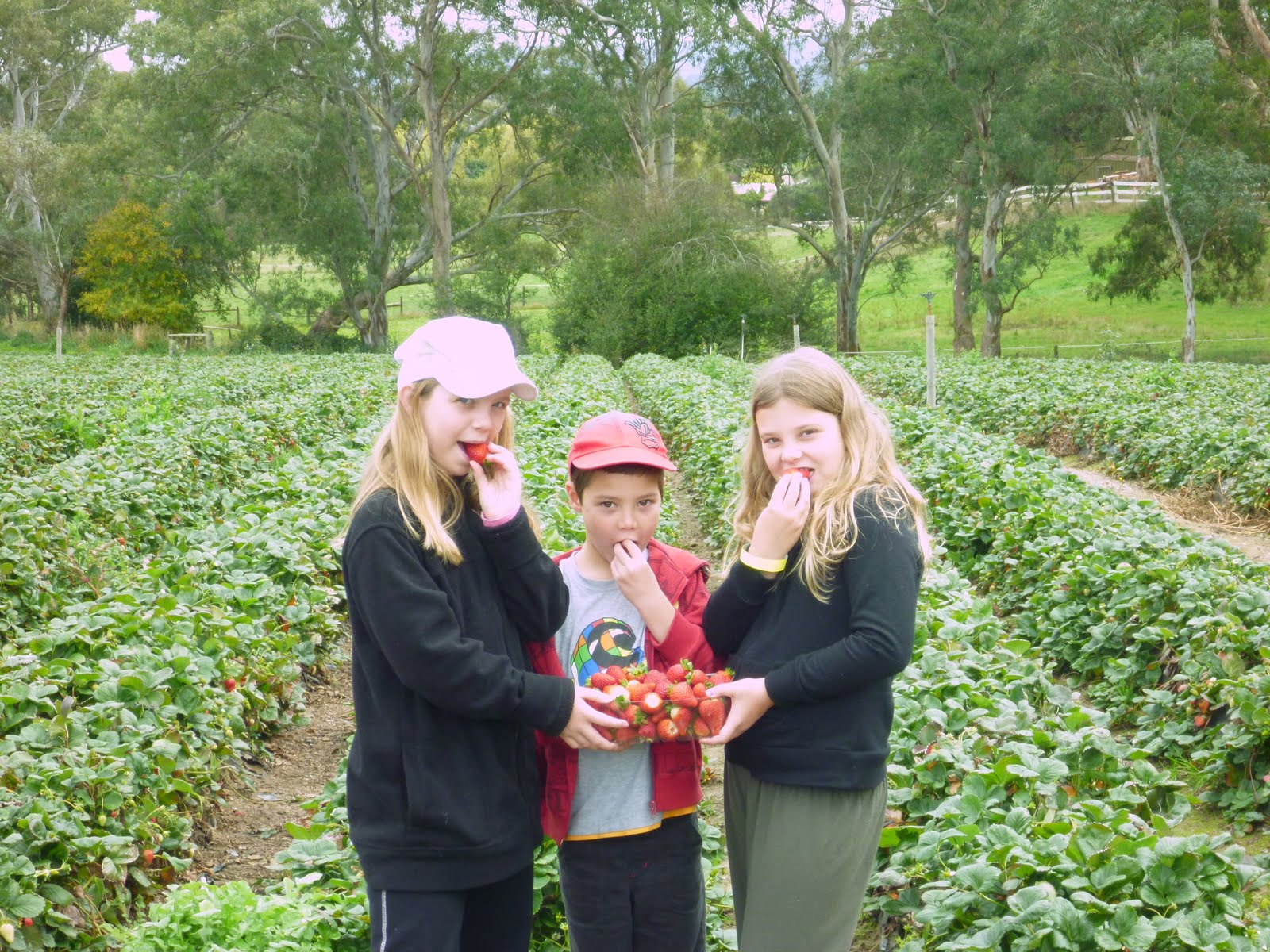 Youngs' travelling adventures Mount Barker