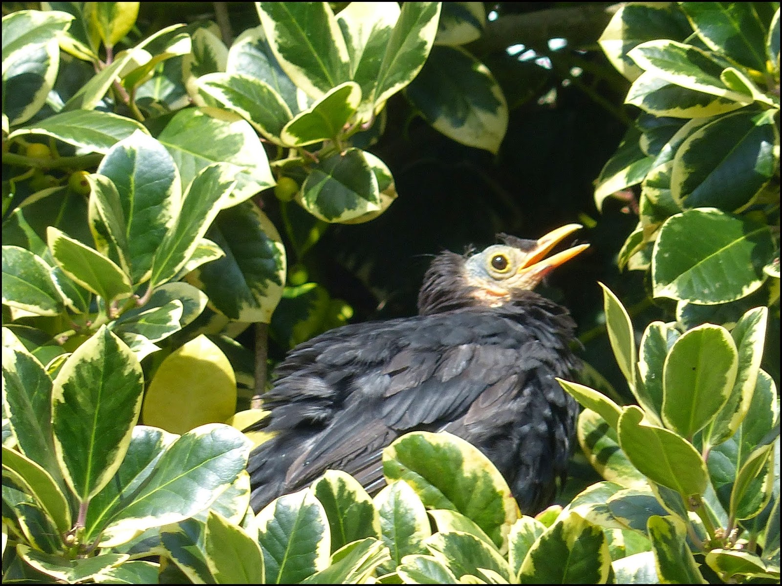 Wild and Wonderful Tree Following The Silver Birch in September