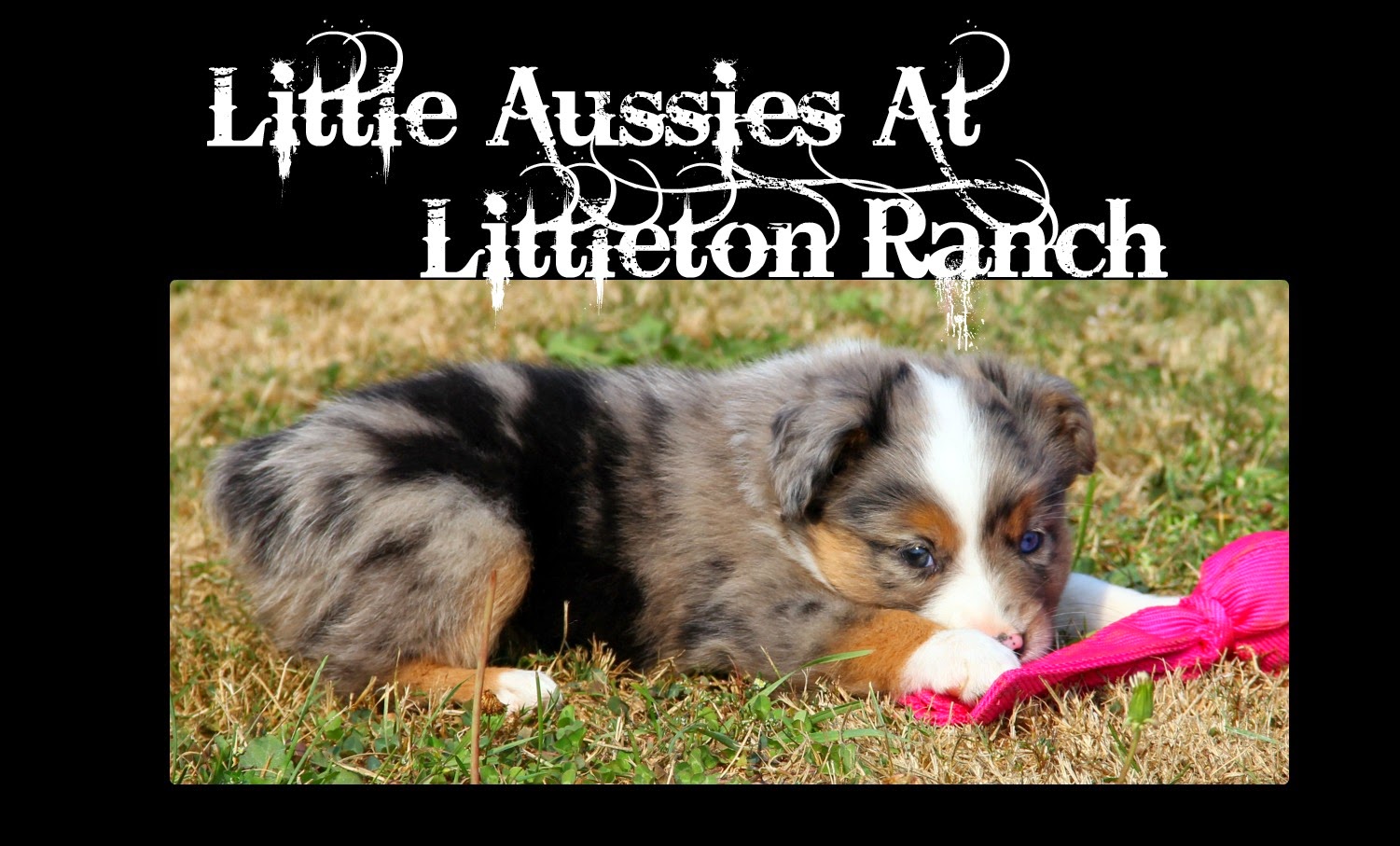 Little Aussies at Littleton Ranch 