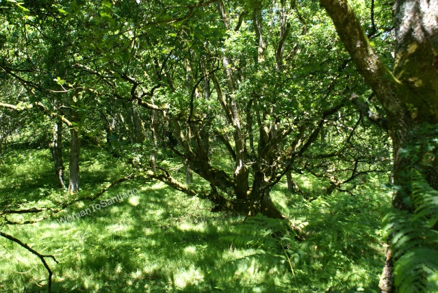fervenza-casa-rural-bosque-lugo-galicia-womantosantiago
