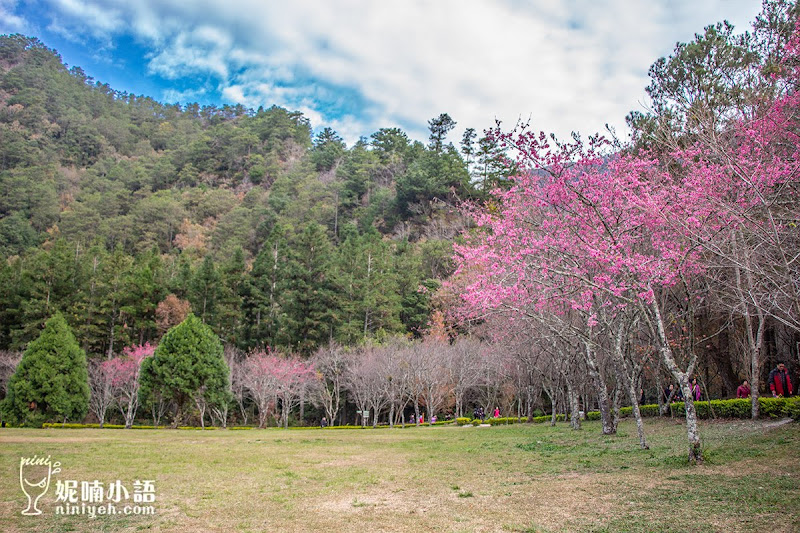 【奧萬大景點】 奧萬大國家森林遊樂園區路線。賞楓賞松還能賞櫻花