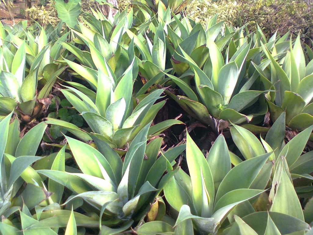 Tanaman: Tanaman Hias Daun