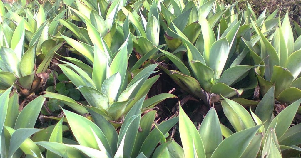 Jenis Nama 2 Tanaman Hias Cantik Untuk Mengisi Taman - tanaman cantik