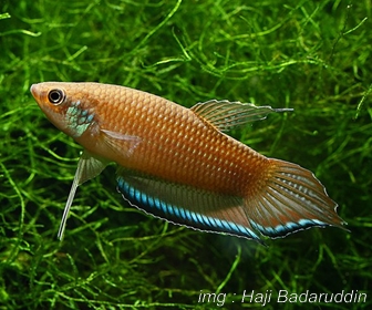 Jenis Ikan Cupang Spesies Betta Enisae Jenis Ikan Cupang Spesies Betta Enisae