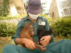 Orangutan in wildlife rescue center