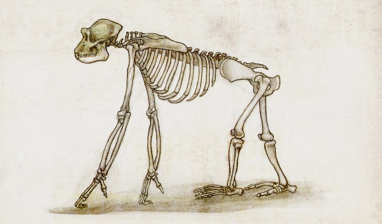 Шимпанзе передняя конечность. Приматы строение скелета. Строение гориллы скелет. Скелет обезьяны. Обезьяна скелет анатомия.