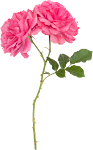 Flower_8.png