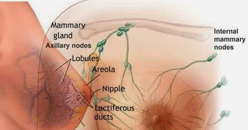 Memahami Bagaimana Proses Pembentukan Air Susu Ibu (ASI
