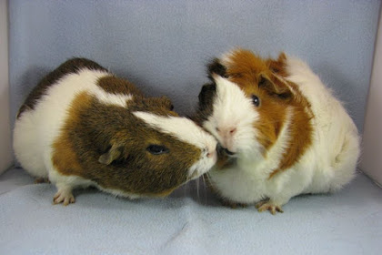 long haired guinea pigs for sale suffolk