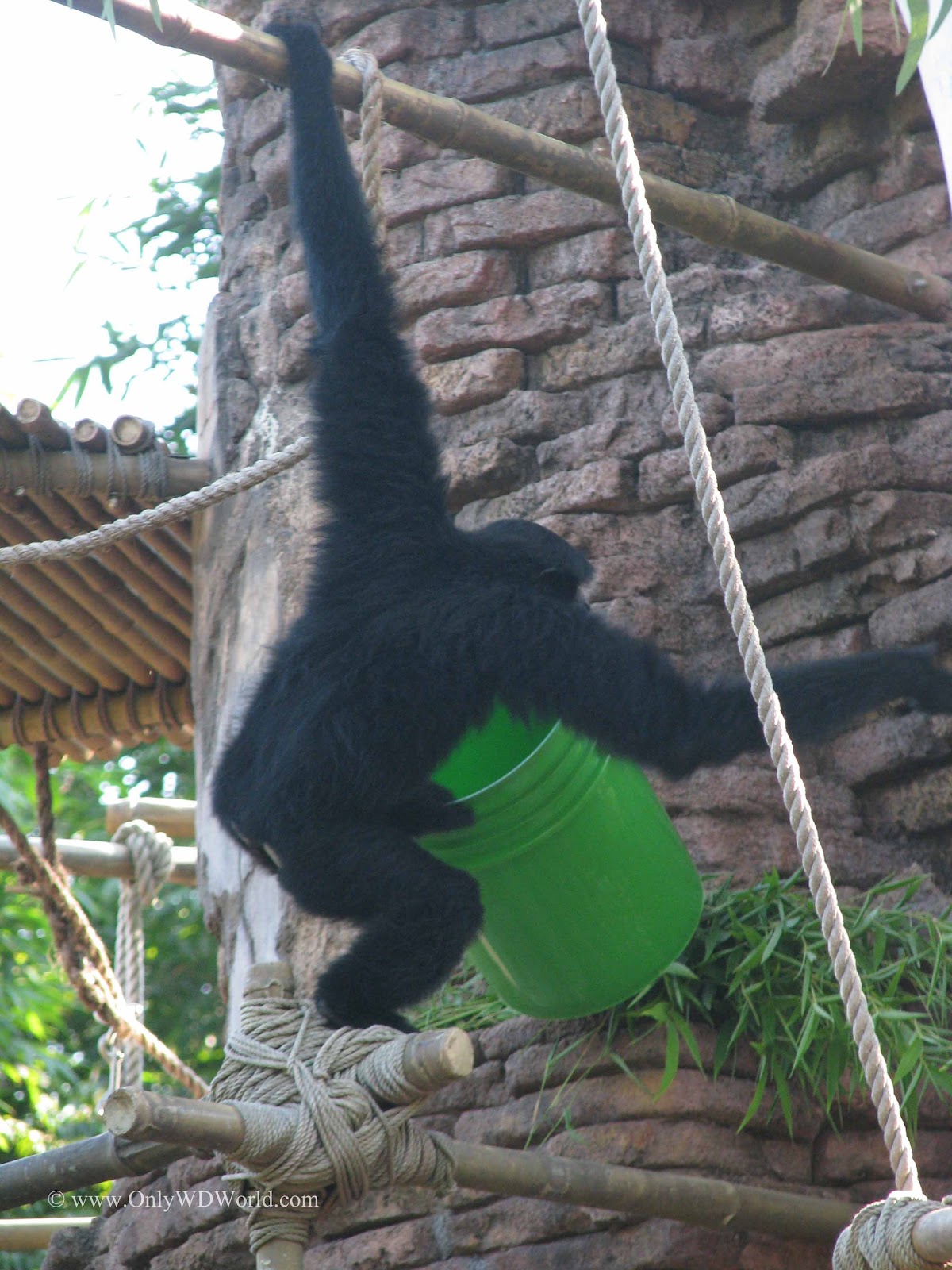 Photo Safari At Disney's Animal Kingdom Theme Park | Disney World Blog