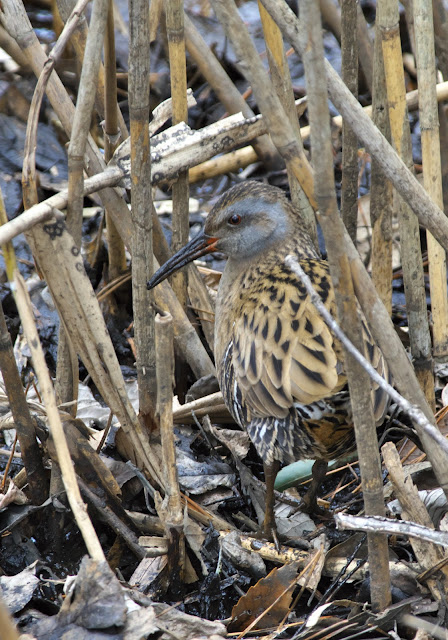 エアデール テリア – 忠実で遊び好きで警戒心の強い家庭犬