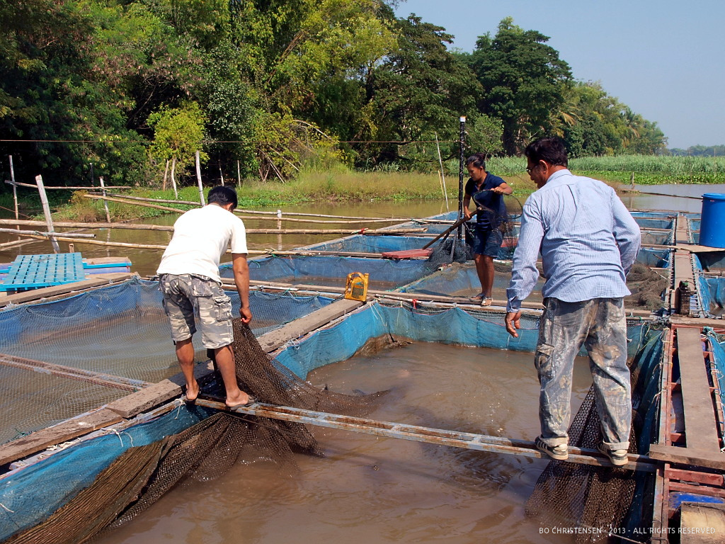 My Garden in Thailand Tilapia fish farm visit