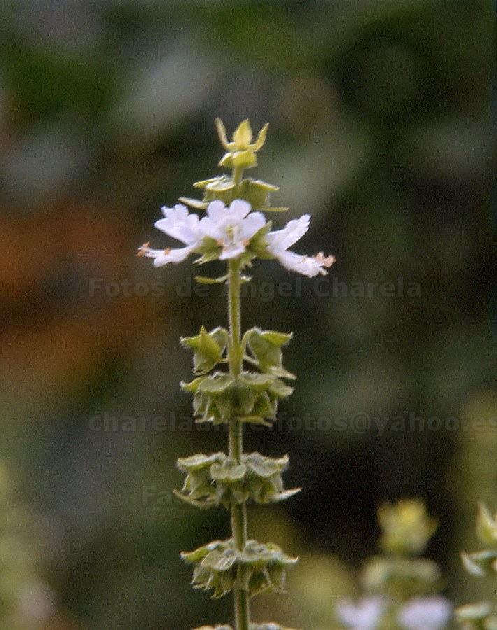 Flora medicinal, alimenticia y artesanal de la Ribera Navarra: Ocimum ...