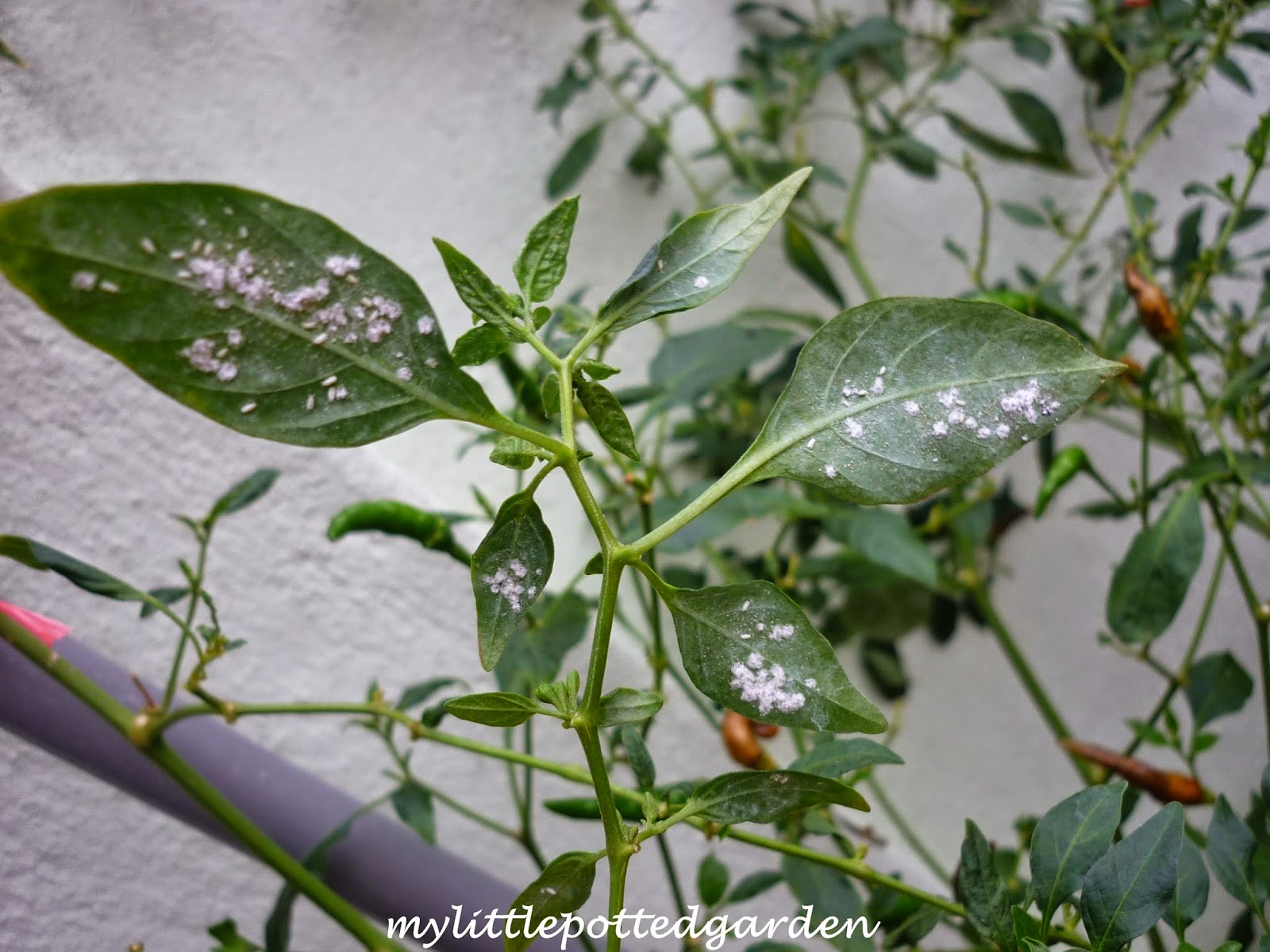 My Little Potted Garden Chilli Plants Goes Chop Chop!