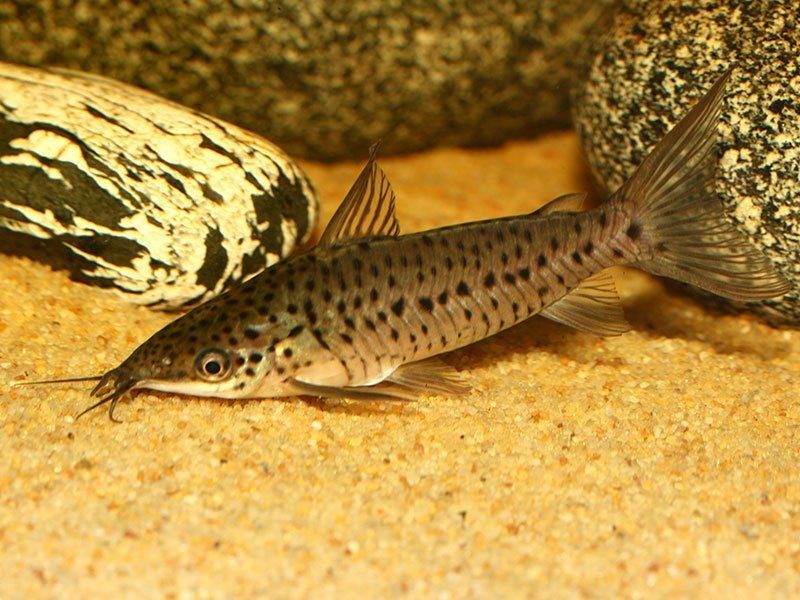  18. Jenis Ikan Hias Aquascape Porthole Catfish