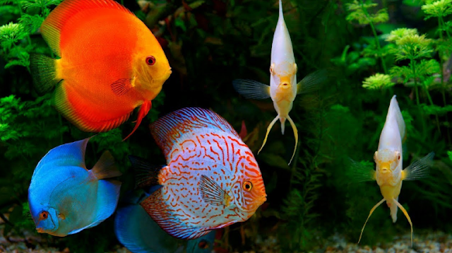 Cara Budidaya Ikan Discus Lengkap Untuk Pemula Cara Budidaya Ikan Discus Lengkap Untuk Pemula