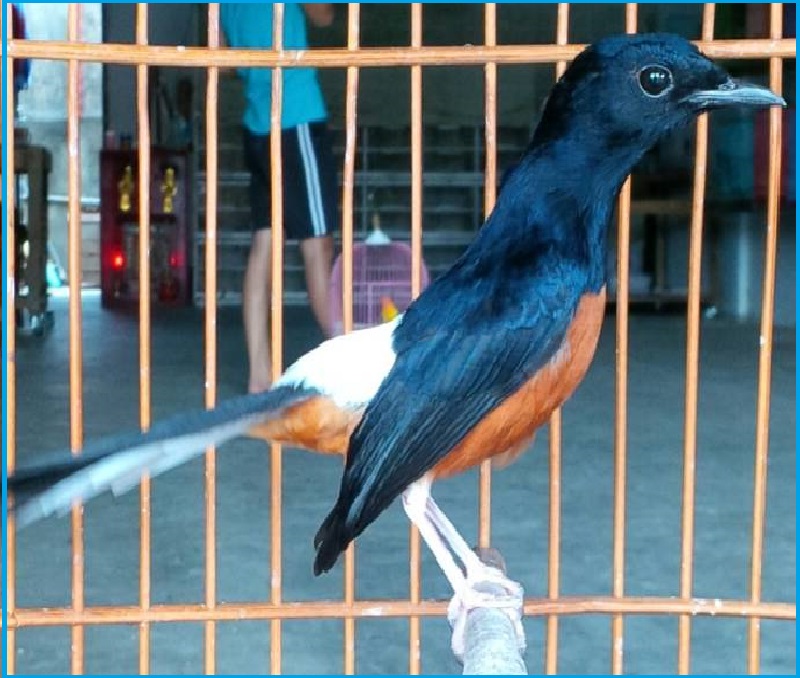 Mengenal Lebih Dekat Ciri Ciri Murai Batu Bahorok Pakan