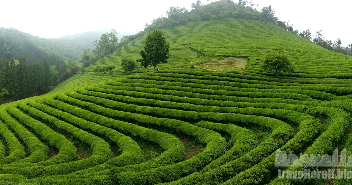 Daehan Dawon Tourist Tea Plantation (Boseong Green Tea ...