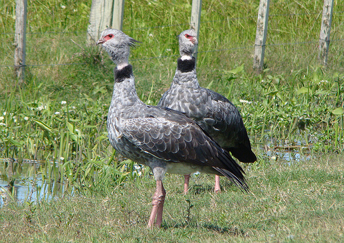 Chauna Torquata Facts And Pictures All Wildlife Photographs